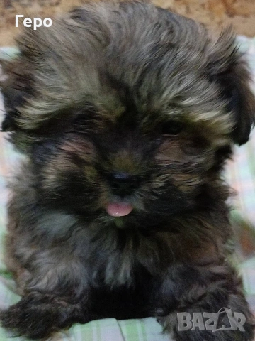 Ши пу, снимка 6 - Ши Тцу - 53678630