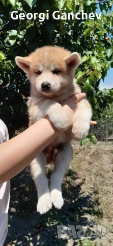 Продавам кученце акита ину 