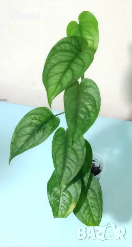 Монстера силтепекана(Monstera siltepecana) 