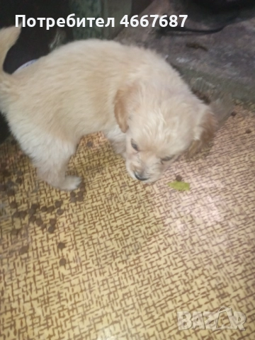 Продавам кокер шпаньол