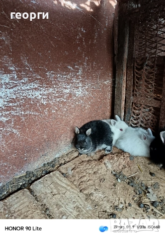 Холандски джуджета 