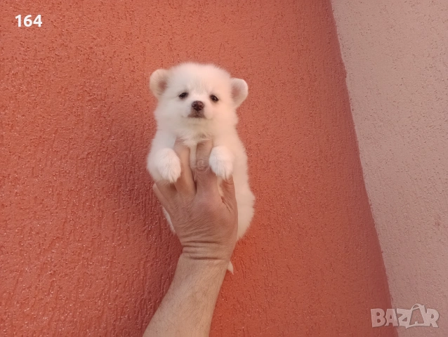 Мини Шпиц - Померан. Мъжки и женски кученца. , снимка 12 - Померан - 53743617