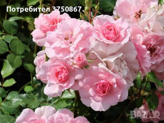 🌹 РОЗА 🌹 BONICA® 82 Meidomonac, снимка 3 - Градински цветя и растения - 56048767