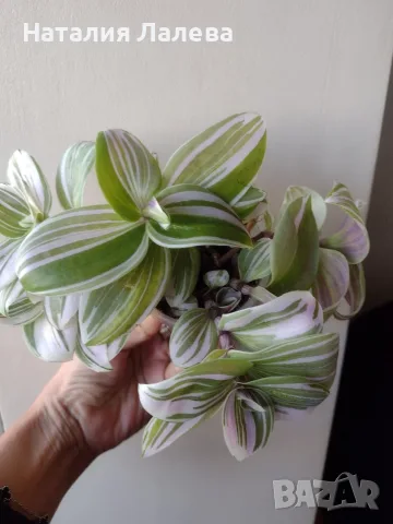 Традесканция, tradescantia albiflora Giant