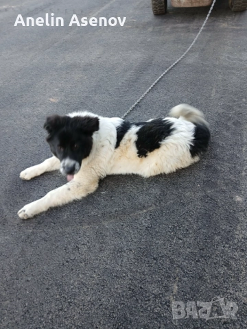 Каракачанка , снимка 5 - Каракачанска овчарка - 52791594