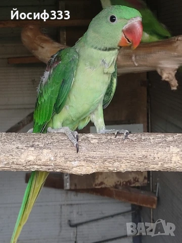 Продавам папагали Голям Александър , снимка 1