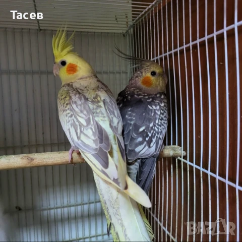 Корели, снимка 1