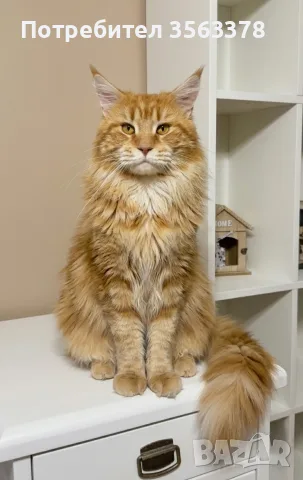 Maine coon чистокръвни, снимка 13 - Мейн кун - 56132815