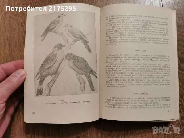 Наръчник на ловеца и риболовеца-Земиздат 1974г., снимка 17 - Специализирана литература - 49699300
