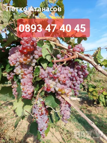 Грозде червен мискет , снимка 3 - Градински цветя и растения - 56011514