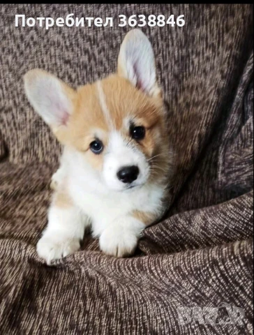 Уелско корги, снимка 1