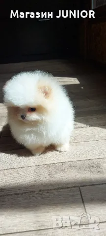 мини момиче, снимка 3 - Померан - 49958537