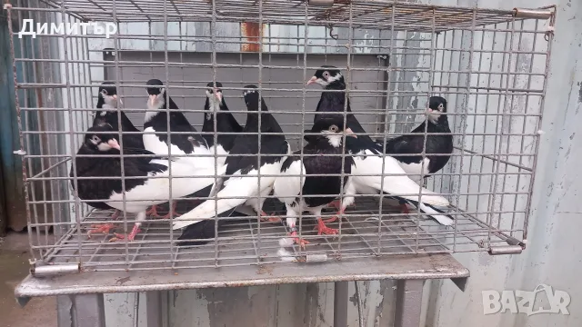 Ямболски Акмани 