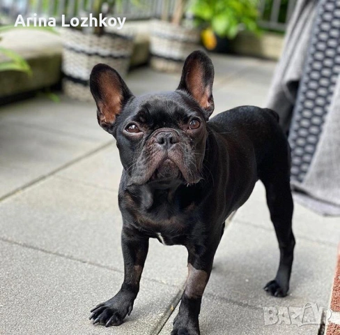 Кученца френски булдог, снимка 3 - Френски булдог - 53570798
