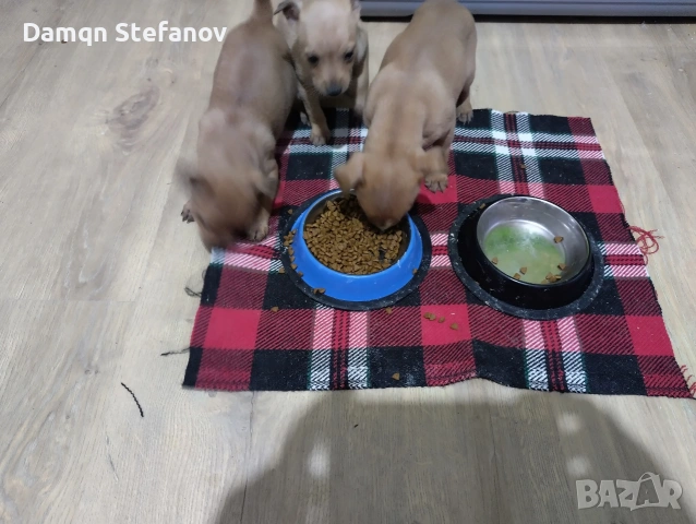 продавам мини пинчер 