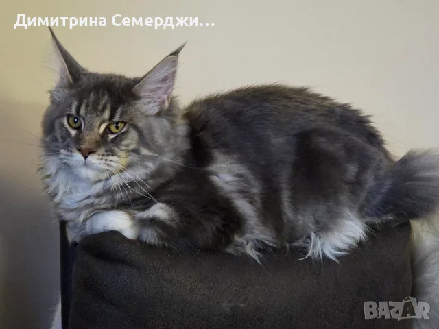 Котки мейн кун  ., снимка 3 - Мейн кун - 55847484