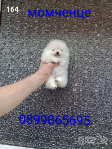 Бели миниатюрни минита. Померани. Реални снимки от 02.03.26 г. , снимка 2 - Померан - 53681333