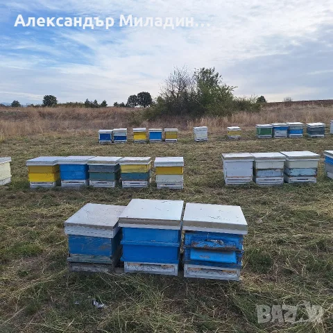 пчелни семейства , снимка 3 - За пчели - 56240966