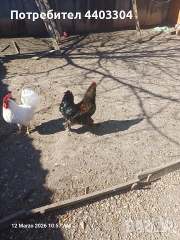 Петли , снимка 7 - други­ - 53854136