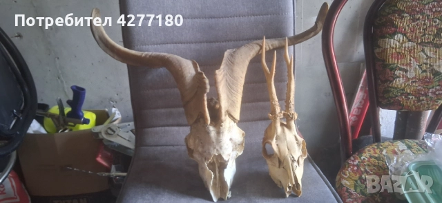 Муфон и сръндак