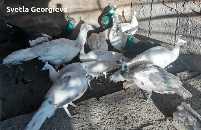 Едногодишни пауни, снимка 12 - други­ - 53754121