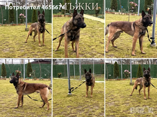 Белгийска овчарска Малиноа