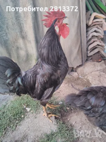 Петел Черен Легхорн Leghorn