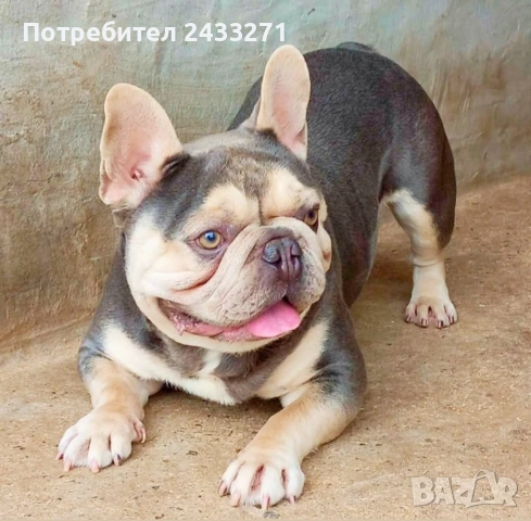 Френски булсог, снимка 5 - Френски булдог - 52860240