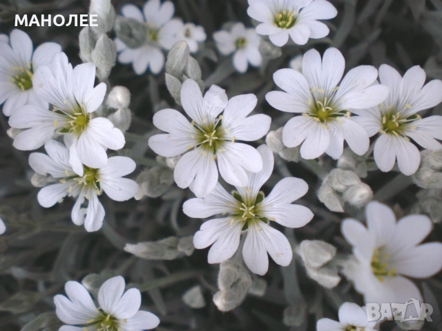 🌼🌼🌼РОЖЕЦ🎁🪴🌼