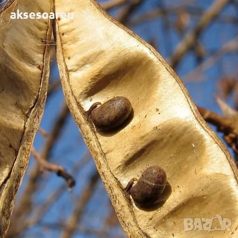 Продавам 400 висококачествени семена от бързо растяща Бяла медоносна акация Бял облагороден салкъм , снимка 9 - Сортови семена и луковици - 49258986