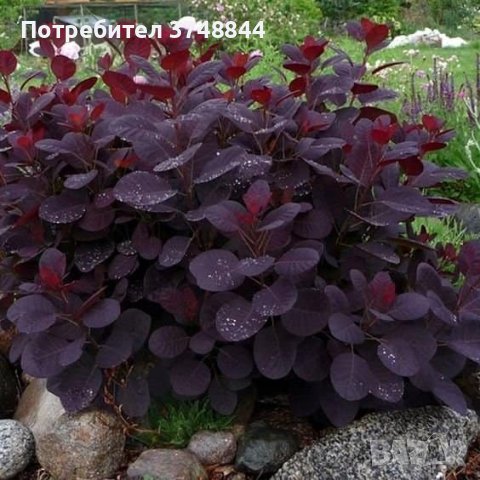 Червена Смрадлика (Cotinus coggygria 'Royal Purple'), снимка 4 - Разсади - 40979101