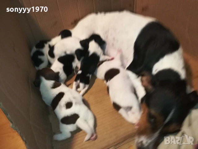 джак ръсел-бебета 1709250938, снимка 10 - Джак ръсел териер - 51740822