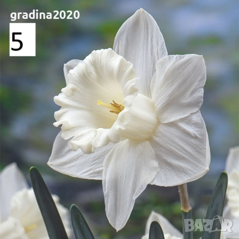 Луковици на Нарцис, снимка 5 - Разсади - 51459191