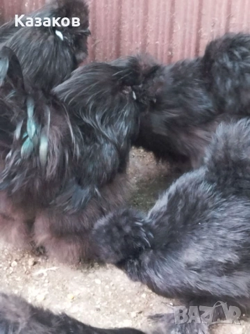 Продавам чифтове копринки, снимка 4 - други­ - 53636682