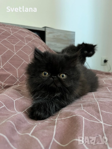 Персийси котенца, снимка 2 - Персийска - 51707567