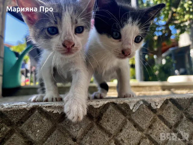 Подарявам малки котенца на 1 месец, снимка 16 - Други - 56151631