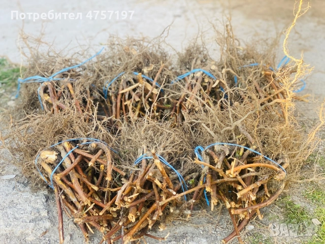 Расад малини 