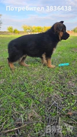 Чистокръвни немски овчарки, снимка 4 - Немска овчарка - 52158703