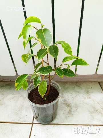 мексиканска мента, комплект Бенджамин бял, шарен и зелен, Бегония, Индрише, Епипремнум, Билбергия , снимка 11 - Стайни растения - 50328491