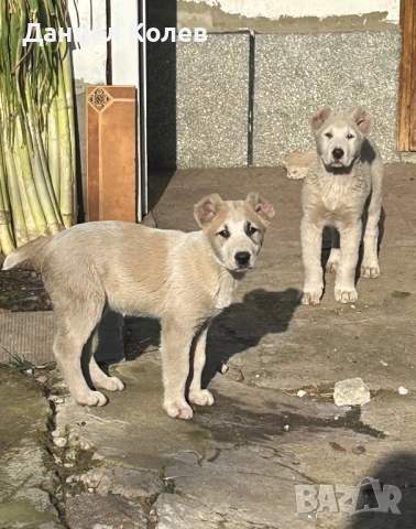 Продавам женски и мъжки алабаи, снимка 3 - Алабай - 52813719