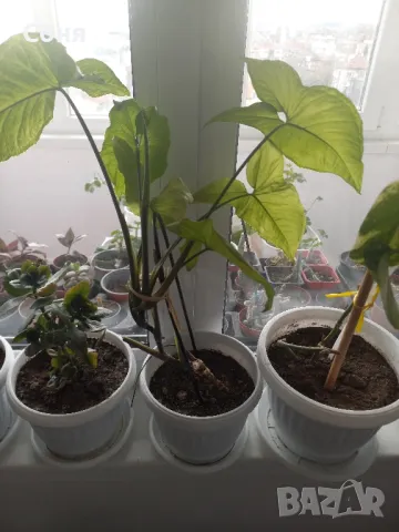 Фикус,бенджамин ,кактуси,юка,замиокулкас  и др.едри цветя, снимка 9 - Стайни растения - 45380559