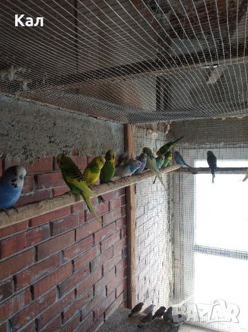 Вълнисти папагали, снимка 8 - Папагали - 53846560