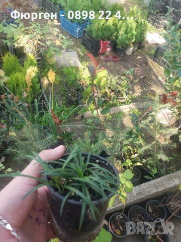 Карекс - Декоративна трева, снимка 11 - Градински цветя и растения - 40887333