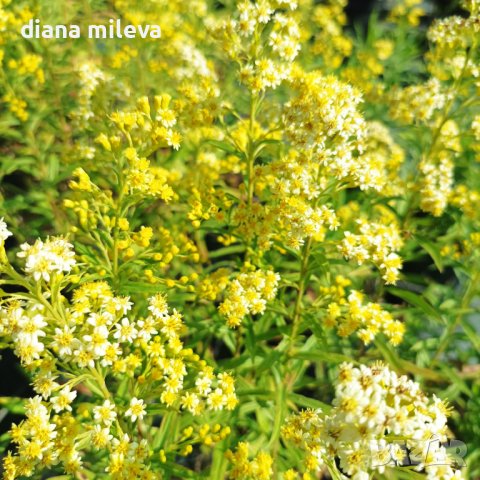 Солидаго, Solidago, снимка 9 - Градински цветя и растения - 41500194