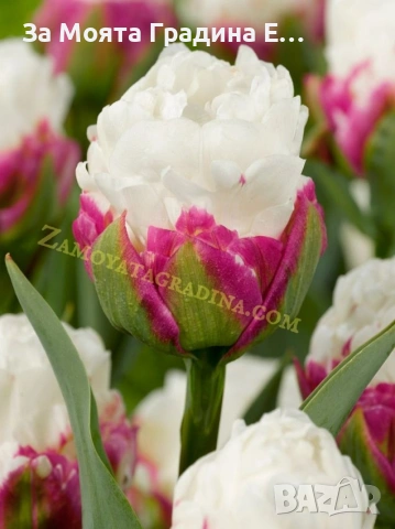 Сладоледено Лале , снимка 4 - Сортови семена и луковици - 53623458