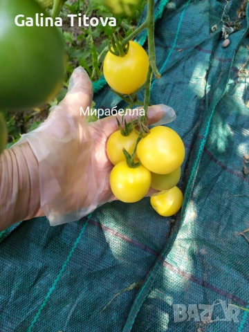 Продавам семена домати 55 сорта, снимка 17 - Сортови семена и луковици - 53097136