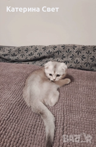 Чистокръвен шотландски клепоух, мъжко 3 месеца , снимка 5 - Британска късокосместа - 52446026