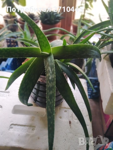 Лечебно Алое Вера и Дървовидно алое, снимка 7 - Стайни растения - 34336379