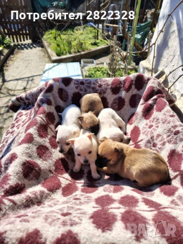 Продавам малки кученца чихуахуа , снимка 3 - Чихуахуа - 53659618