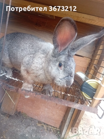 Продавам мъжки заек 